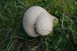 Image de Lycoperdon