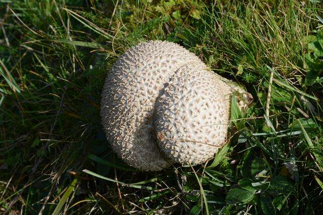 Image de Lycoperdon