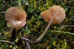 Image of Entoloma fuscomarginatum P. D. Orton 1960