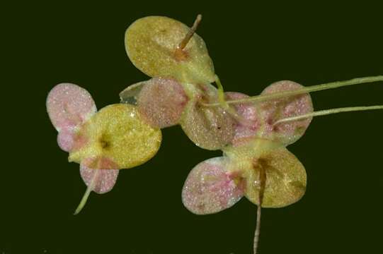 Image of turion duckweed