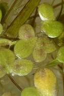 Image of turion duckweed