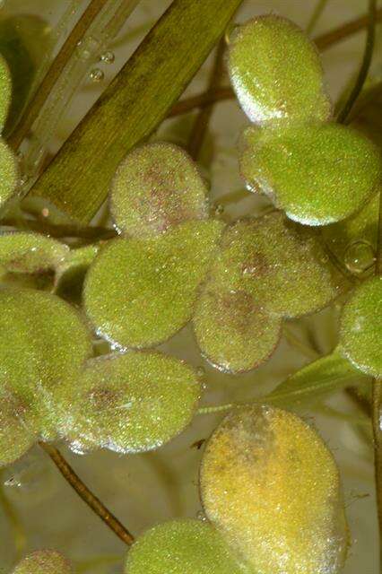 Image of turion duckweed