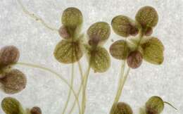 Image of turion duckweed