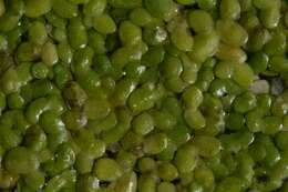 Image of turion duckweed