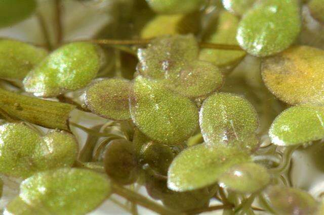 Image of turion duckweed