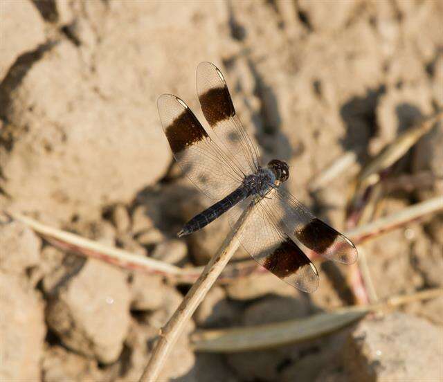 Image of Brachythemis Brauer 1868