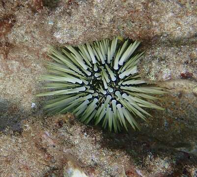 Image of Burrowing urchin