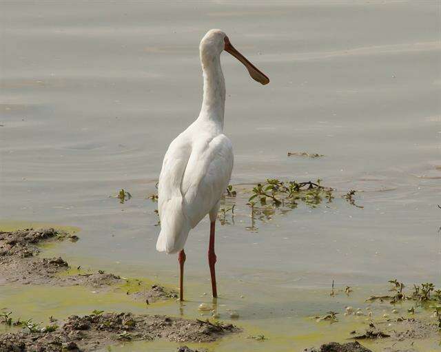 Image of Platalea Linnaeus 1758