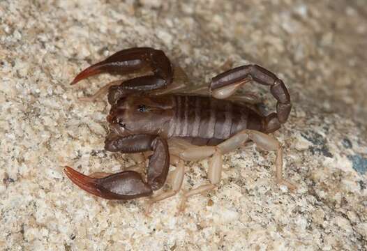 Image of Small wood-scorpions