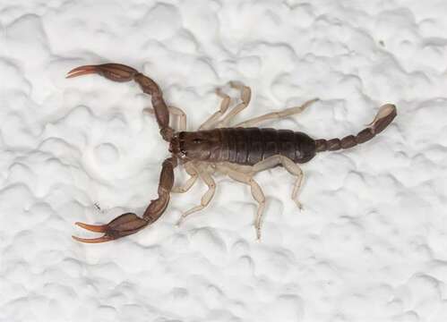 Euscorpius resmi