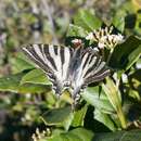 Image of Scarce Swallowtail