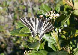 Image of Iphiclides