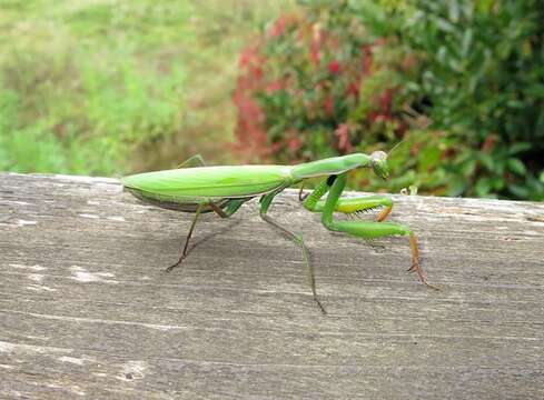 Image de Mantidae