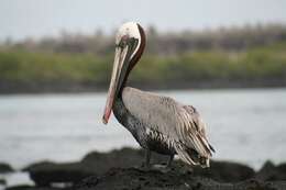 Image of pelicans