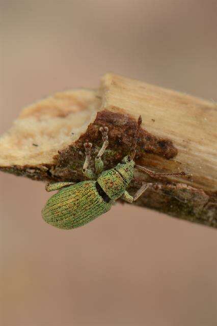 Plancia ëd Phyllobius (Subphyllobius) virideaeris (Laicharting 1781)