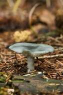 Image of Clitocybe