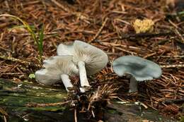 Image of Clitocybe