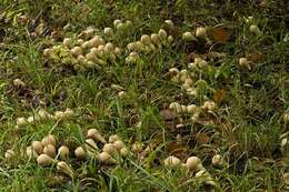 Image of Lycoperdon