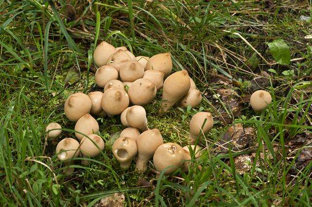 Image of Lycoperdon