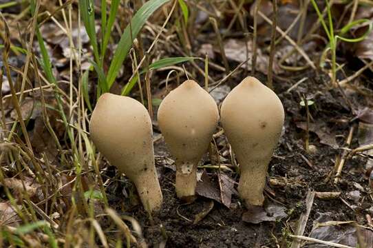 Image de Lycoperdon