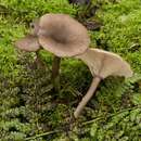 Imagem de Pseudoclitocybe cyathiformis (Bull.) Singer 1956