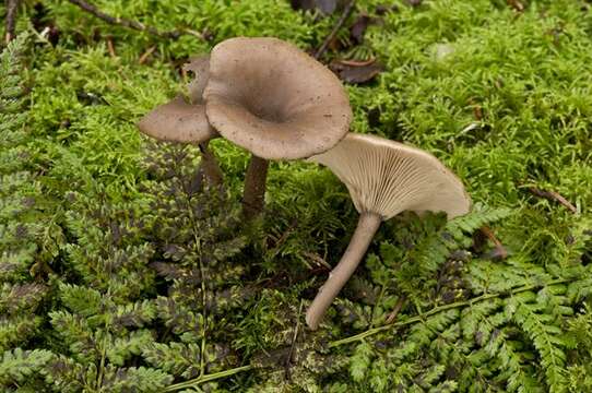 Imagem de Pseudoclitocybe