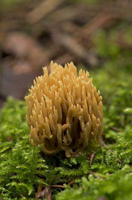 Image de Ramaria eumorpha (P. Karst.) Corner 1950