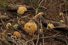 Ramaria eumorpha (P. Karst.) Corner 1950的圖片