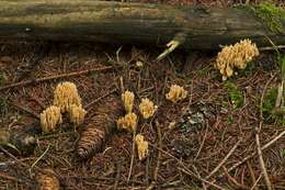 Ramaria eumorpha (P. Karst.) Corner 1950的圖片