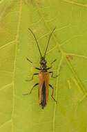 Image of <i>Oedemera femorata</i>