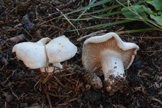 Image of Clitocybe alexandri (Gillet) Gillet 1884