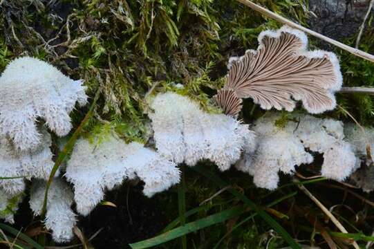 Image of Schizophyllaceae