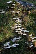 Image of Trametes