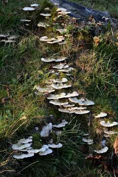 Image of Trametes