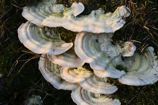 Trametes resmi