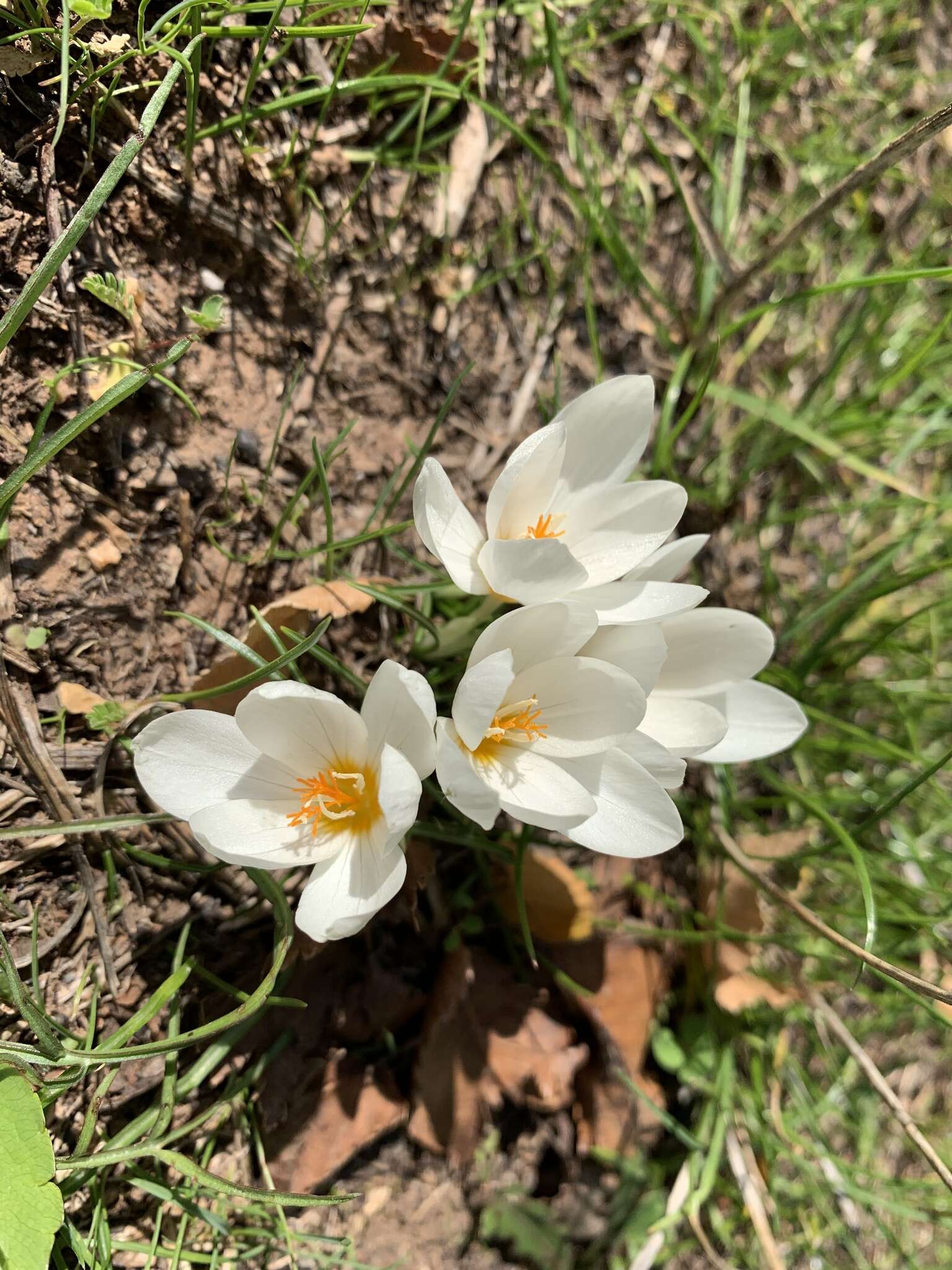 Image of Crocus boryi J. Gay