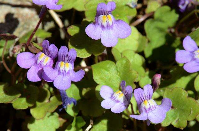 Image of Ivy-leaved Toadflax