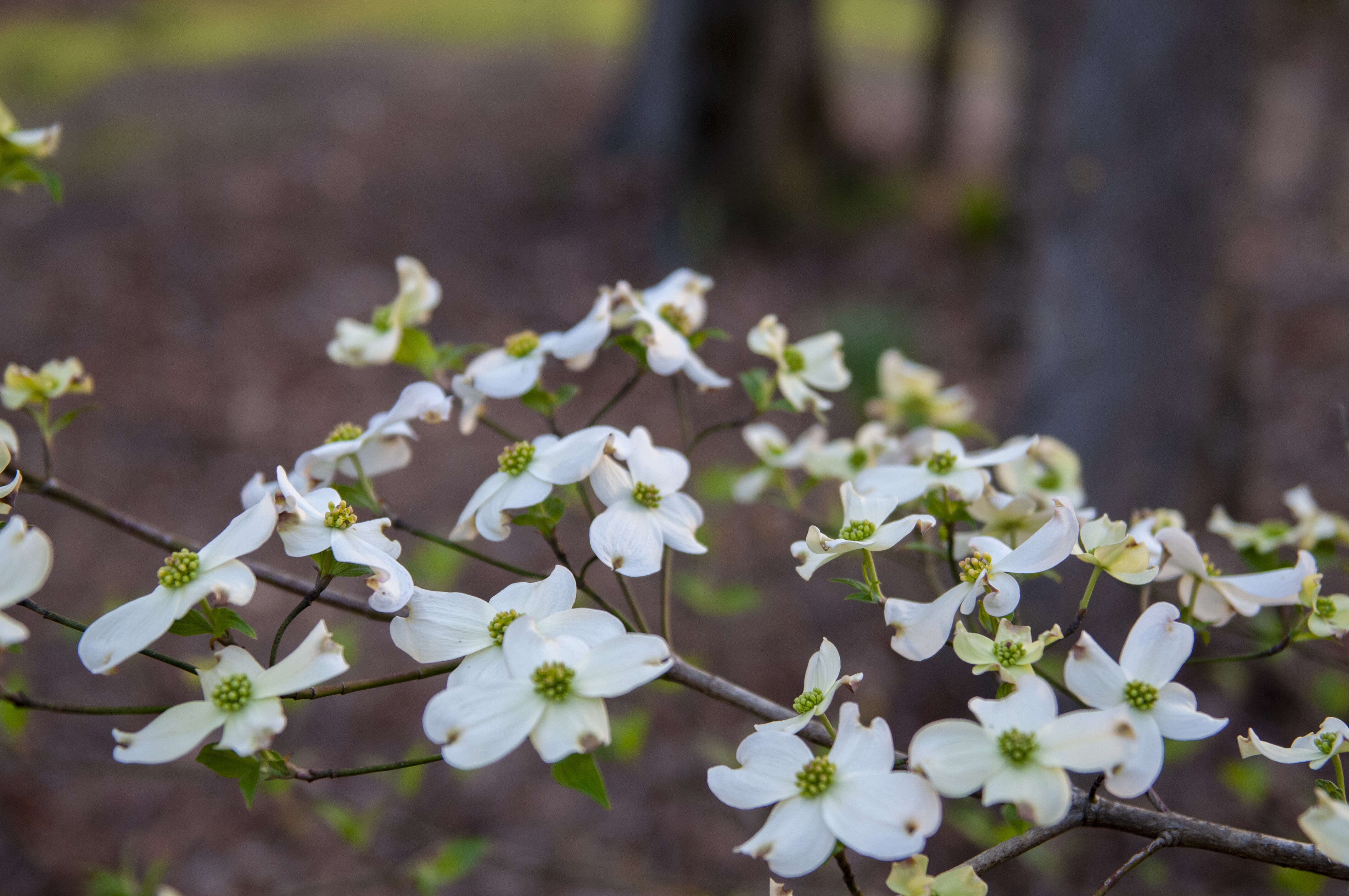 Image of flowering dogwood