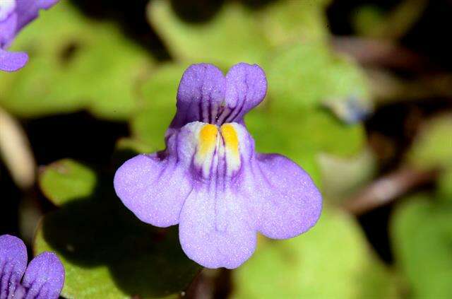 Image of Ivy-leaved Toadflax