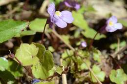 Image of Ivy-leaved Toadflax