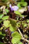 Image of Ivy-leaved Toadflax