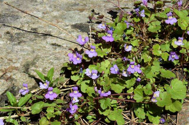 Image of Ivy-leaved Toadflax