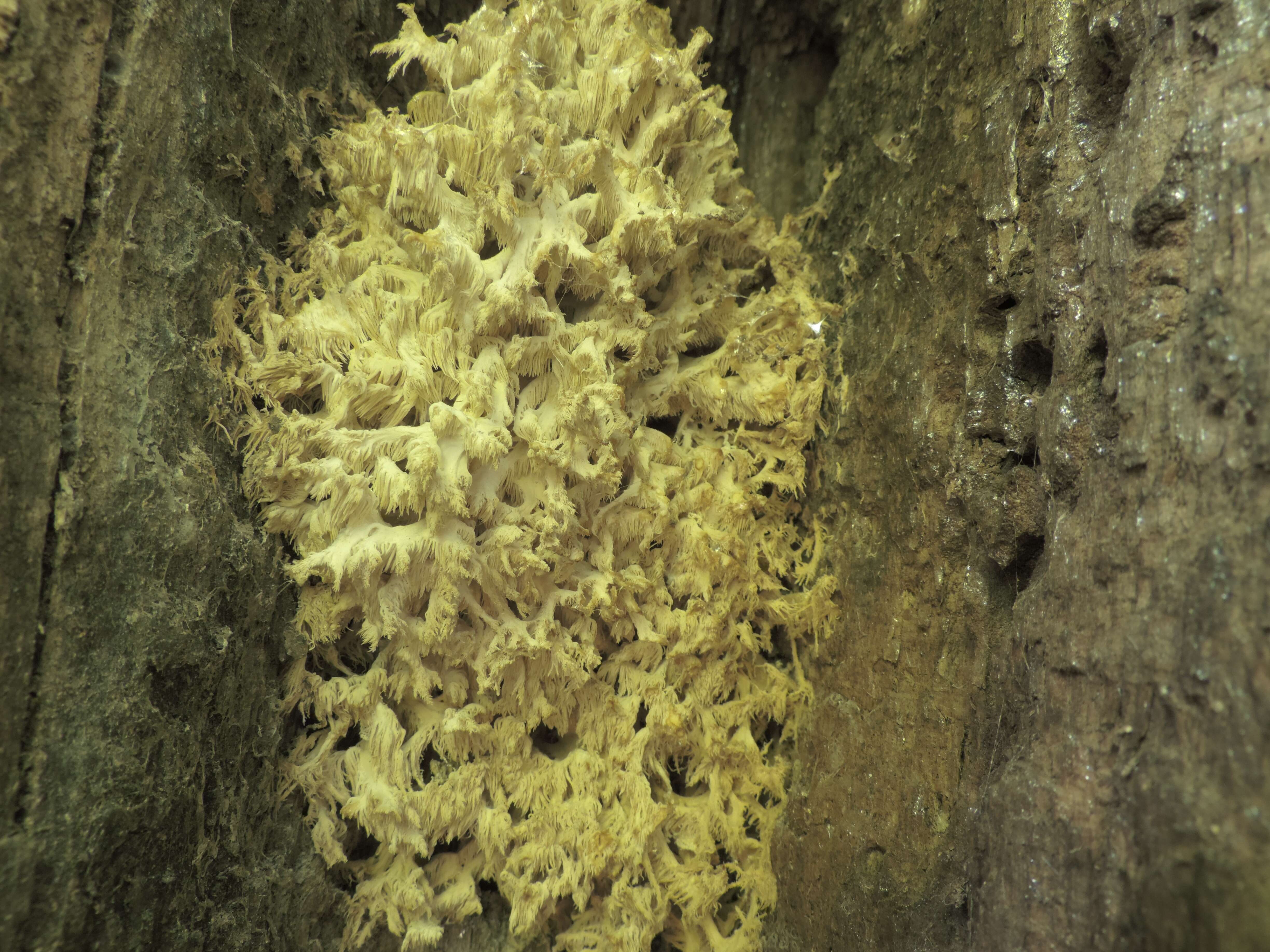 Image of Hericium clathroides (Pall.) Pers. 1797