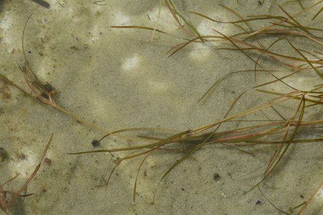 Image of <i>Potamogeton</i> berchtoldii × Potamogeton <i>pusillus</i>