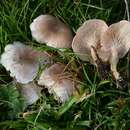 Clitocybe rivulosa (Pers.) P. Kumm. 1871 resmi