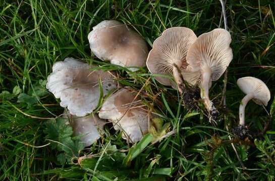 Image of Sweating mushroom