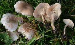 Image of Sweating mushroom