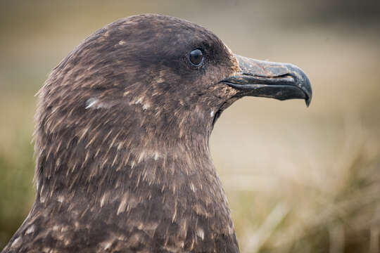 Image of Brown Skua