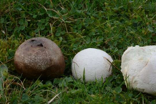 Image of Agaricales