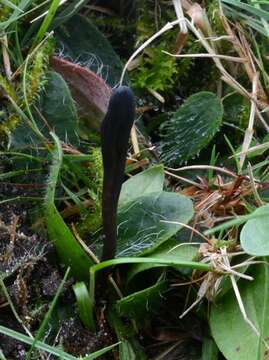 Image of Glutinoglossum